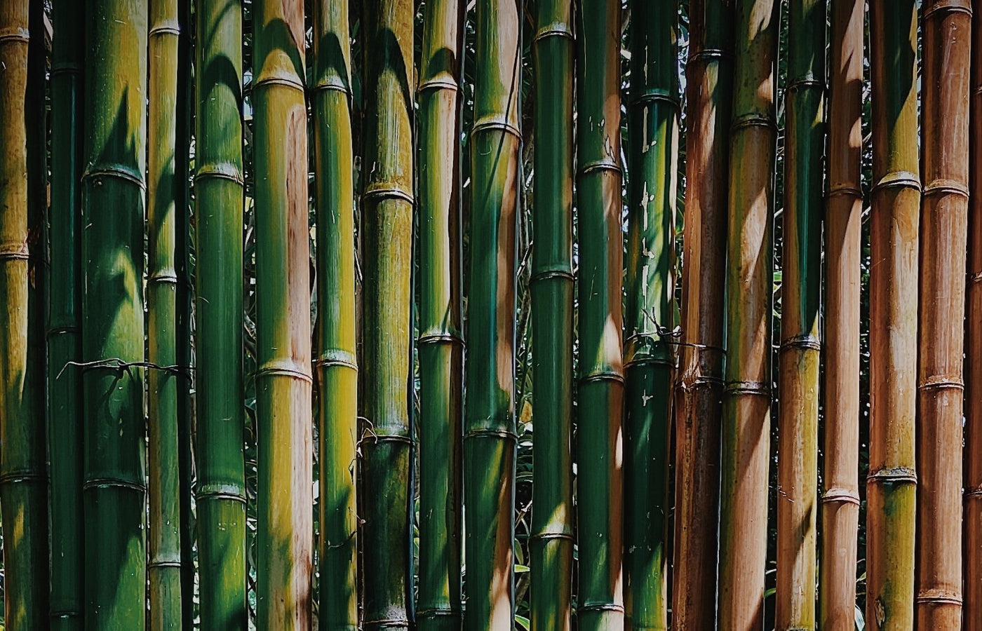 Bamboo Clothing EcoBamboo  Where comfort meets nature nature