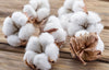 What is cotton? The characteristics and properties of cotton