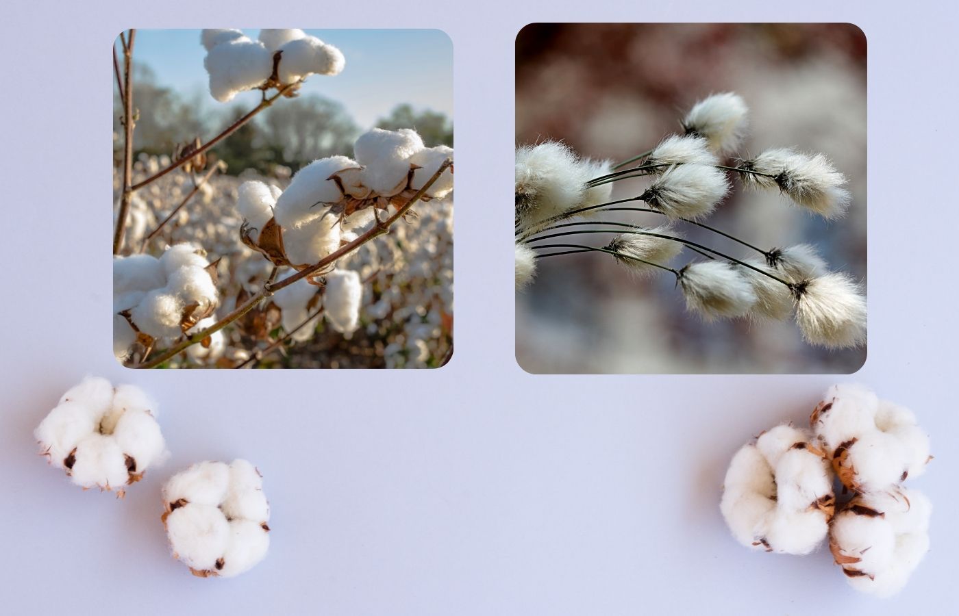 organic CottonWool 3 is a organic cotton blend