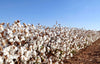 What is the real difference between organic cotton and regular cotton