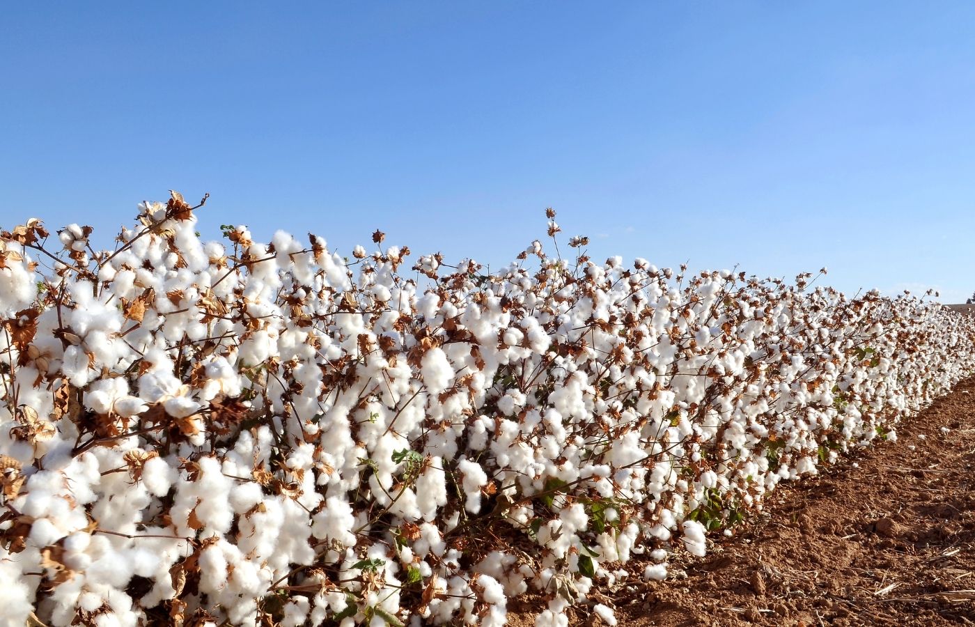 What is the real difference between organic cotton and regular? - Cariki