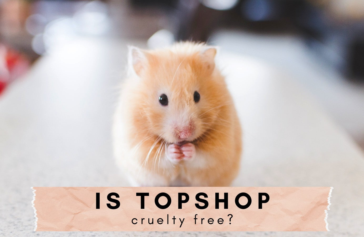 Is Topshop cruelty free? Topshop's animal welfare - Cariki