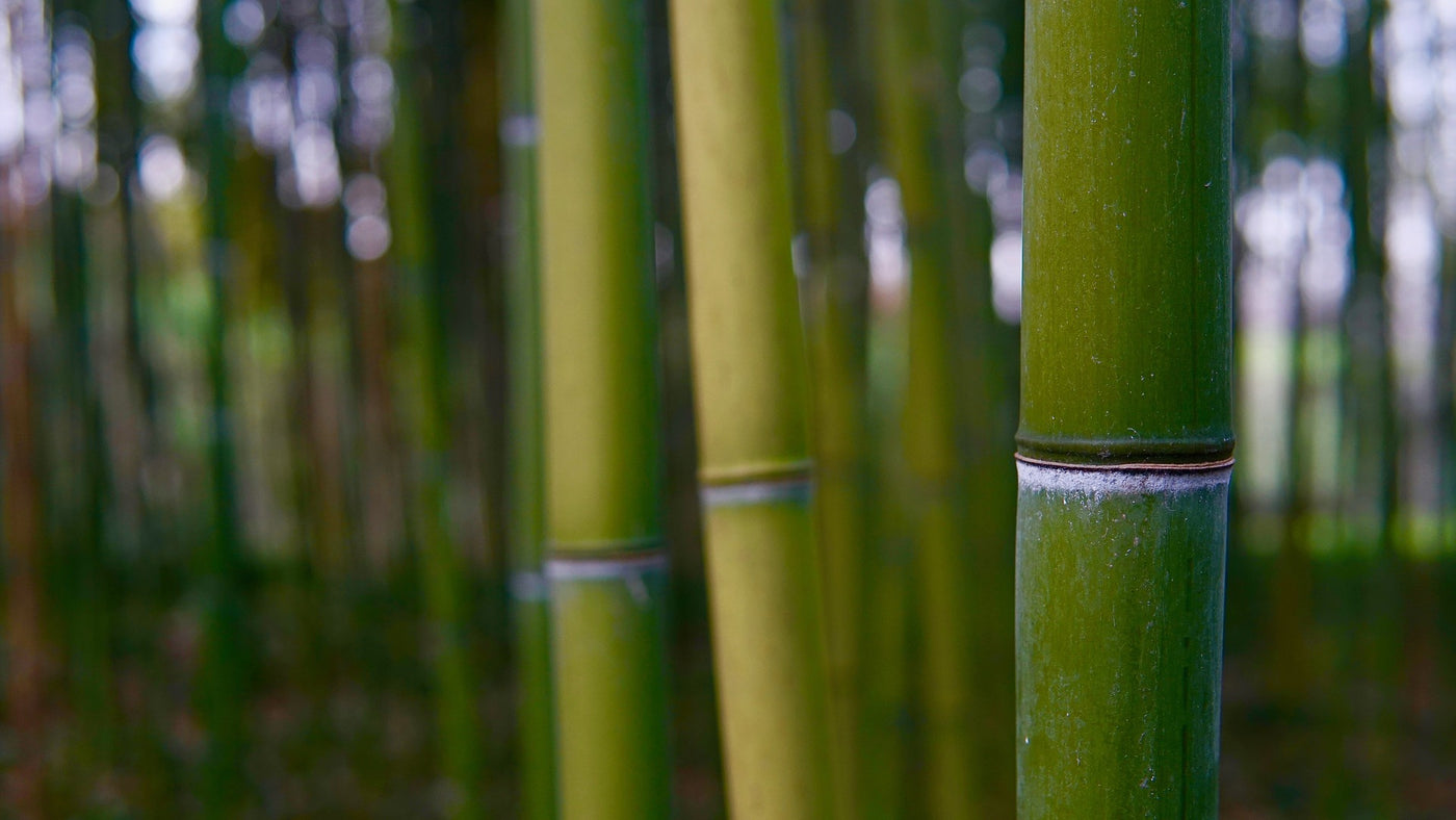Bamboo Fabric Properties  Cariki Sustainable Clothing Brand